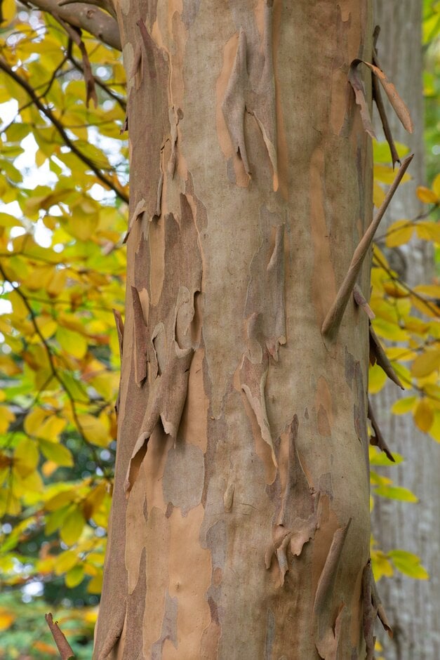 deciduous camellia