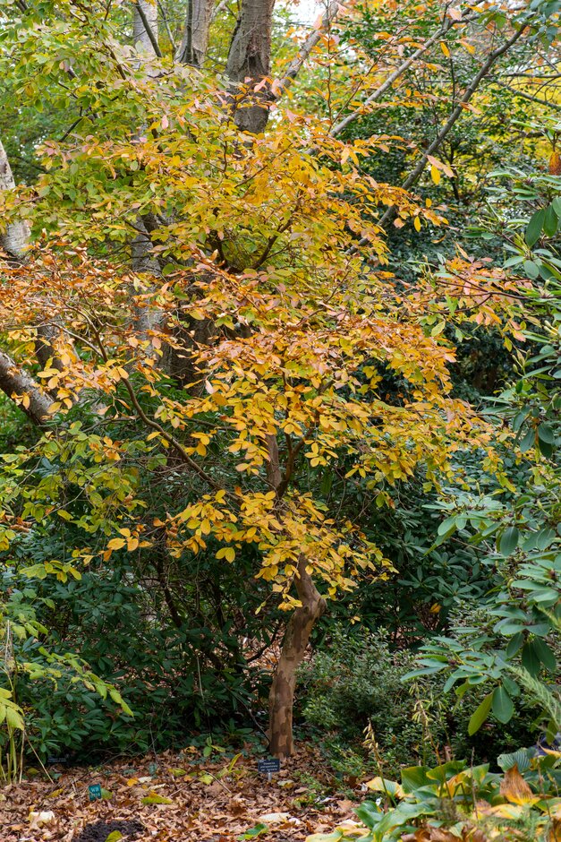 Korean stewartia