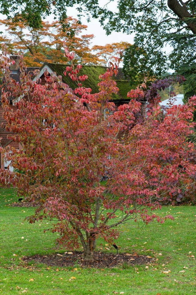 kousa 'Blue Shadow'