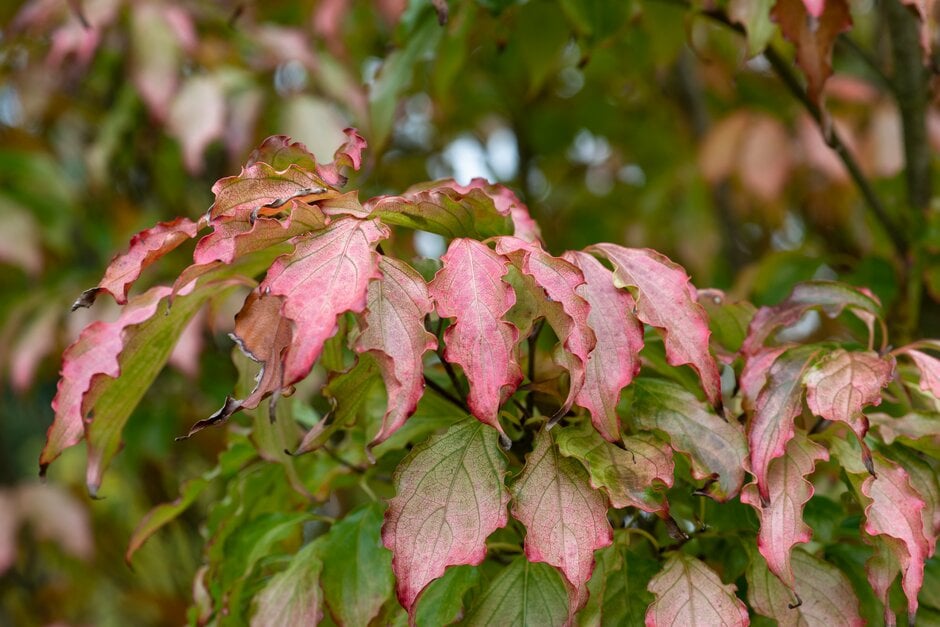 kousa 'Autumn Rose'