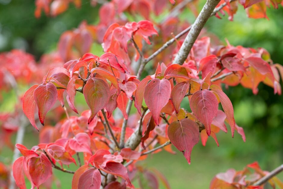 Chinese dogwood 'Wisley Queen'