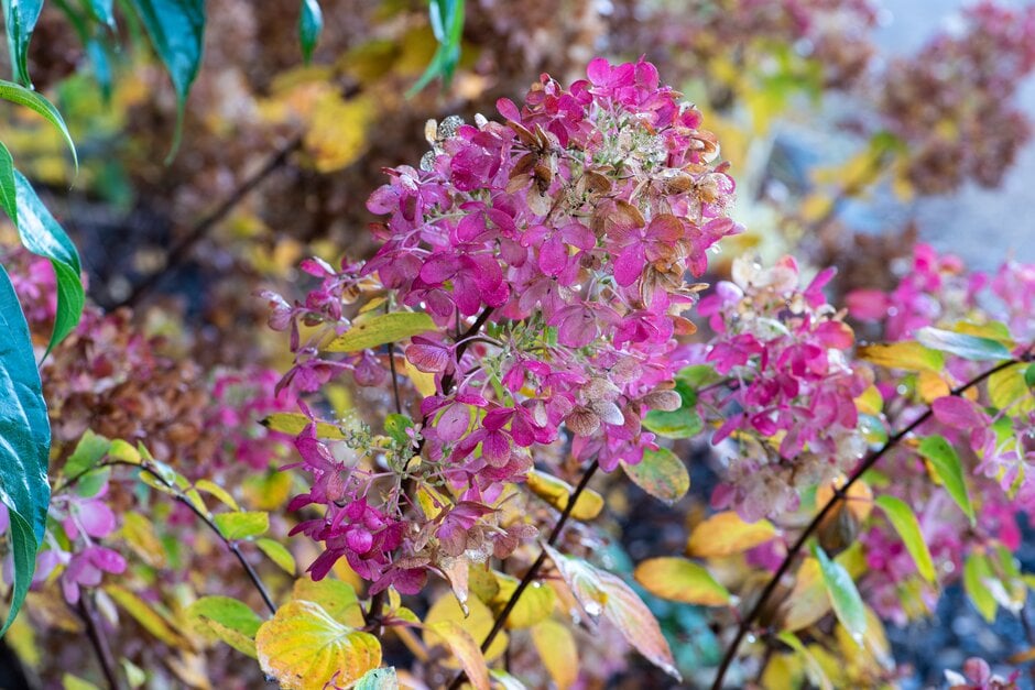 panicled hydrangea [Diamant Rouge]