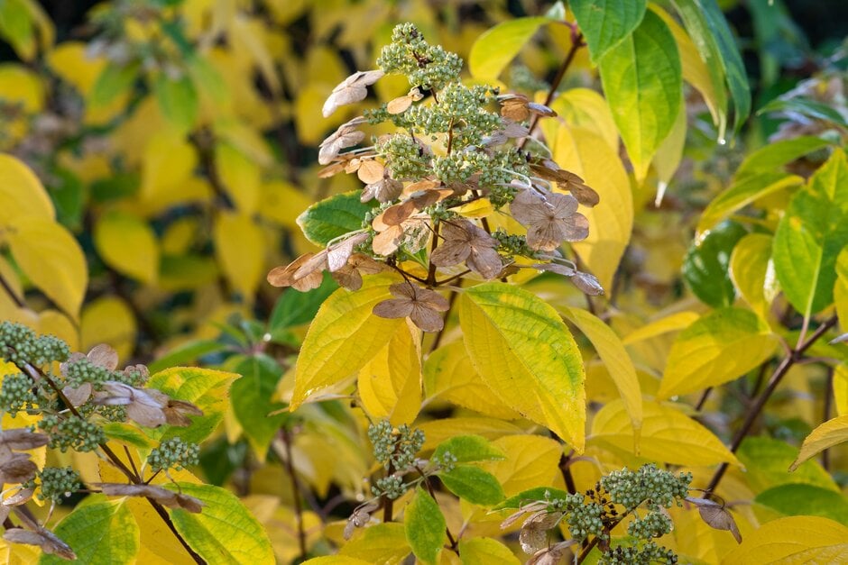 panicled hydrangea [Prim'White]