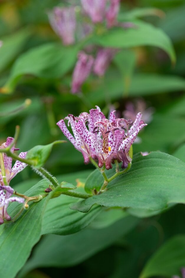 Japanese toad lily 'Taiwan Atrianne'