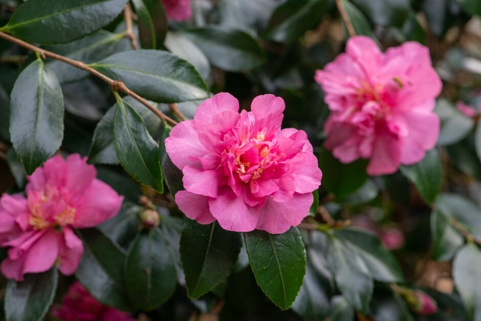 camellia 'Sparkling Burgundy'