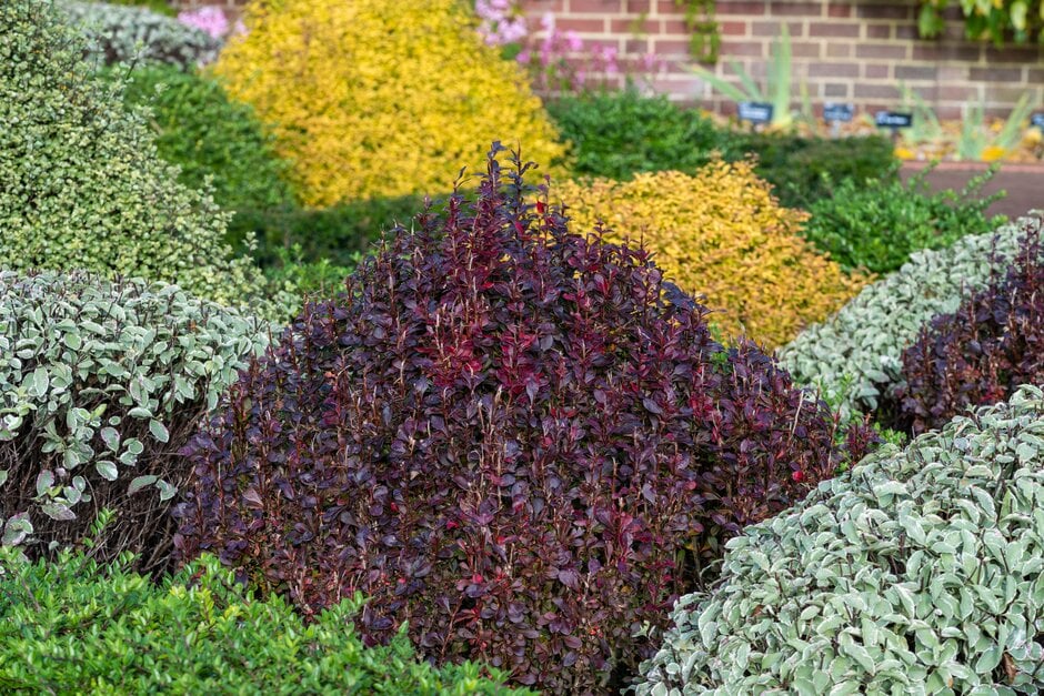 Japanese barberry 'Helmond Pillar'