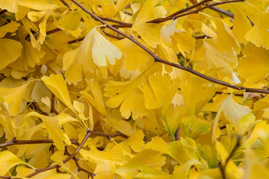 maidenhair tree 'Tit'