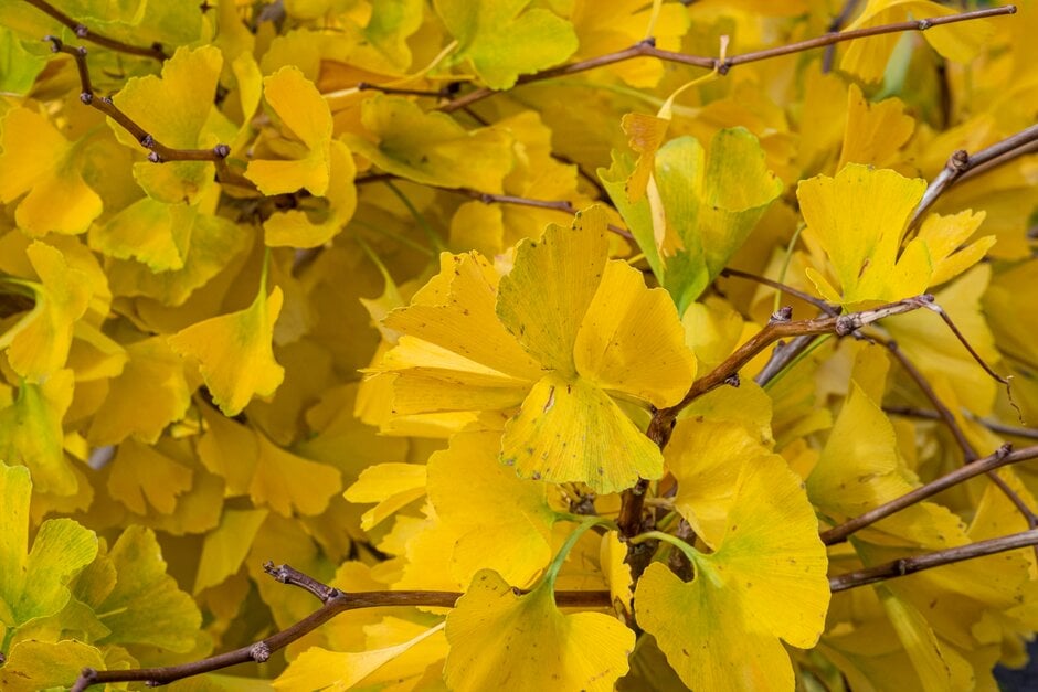 maidenhair tree 'Finger'