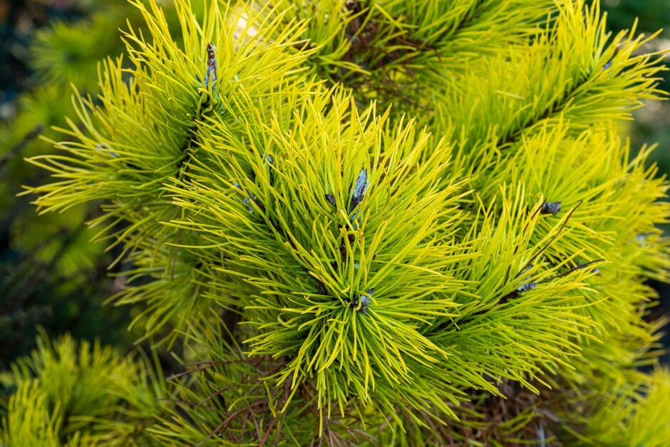 lodgepole pine 'Chief Joseph'
