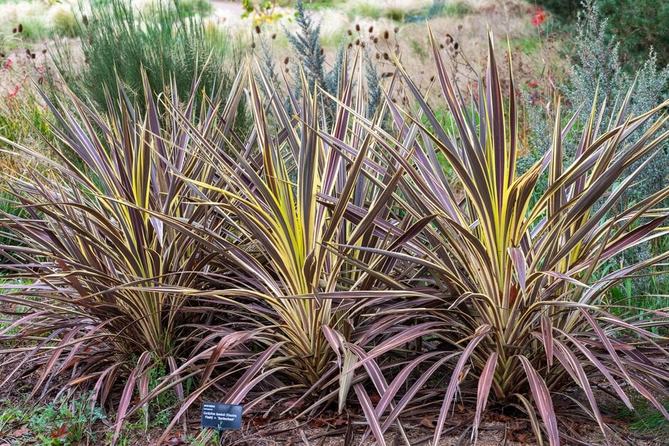 cabbage palm [Electric Flash]