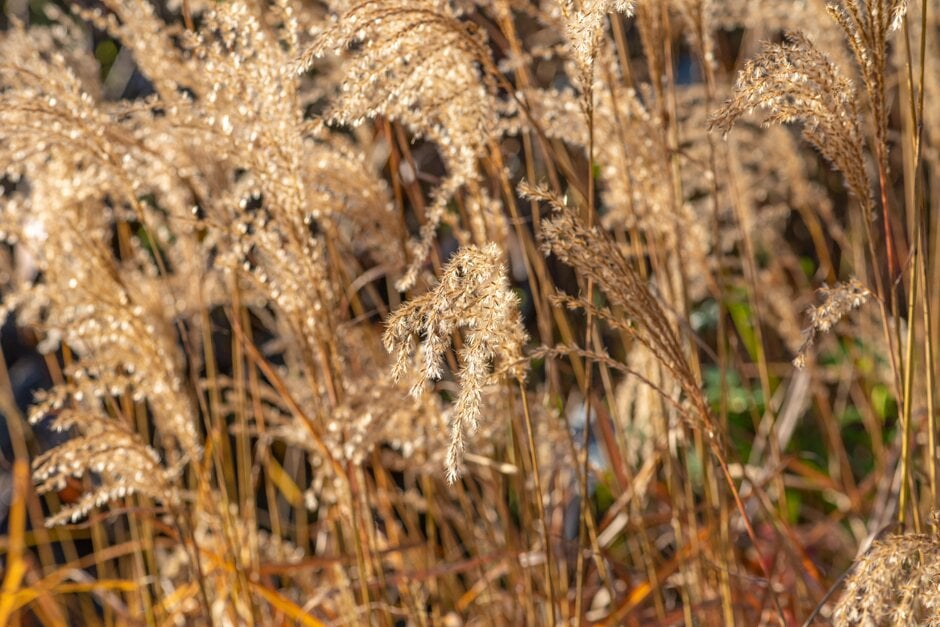 eulalia 'Dronning Ingrid'