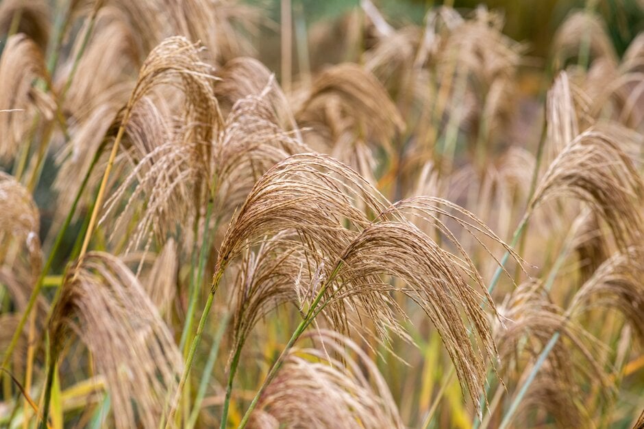 Himalayan fairy grass