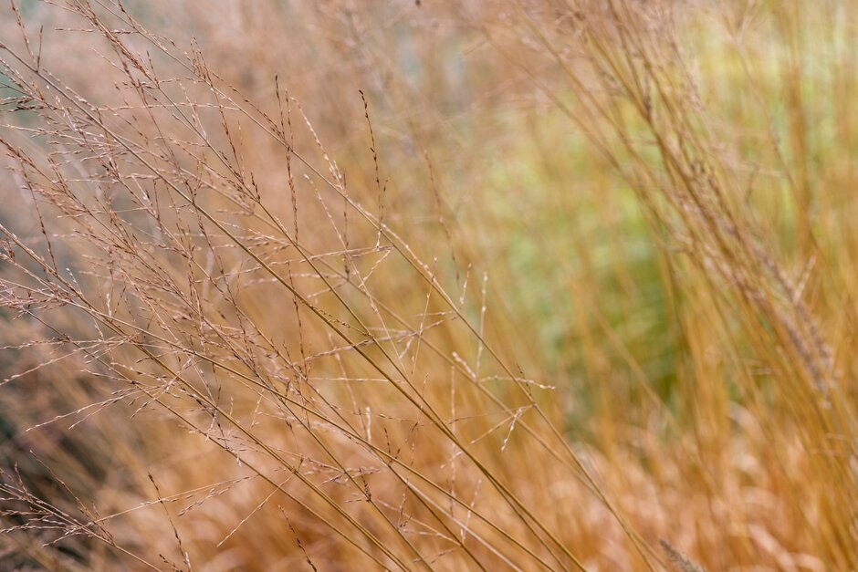 purple moor-grass 'Karl Foerster'