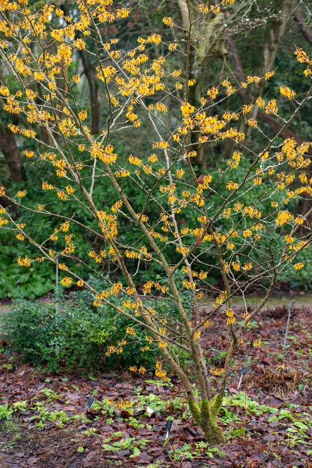 witch hazel 'Harry'
