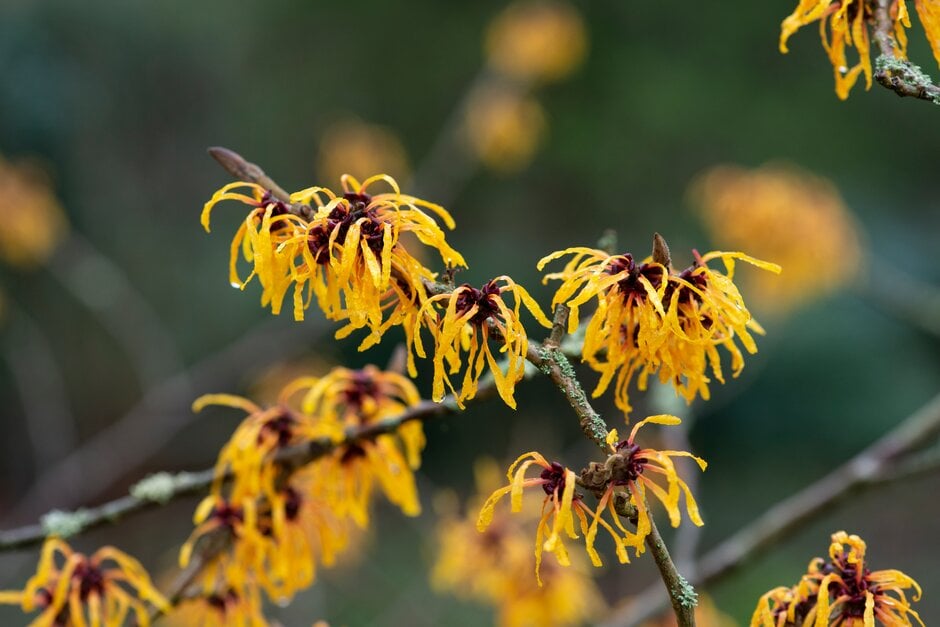 witch hazel 'Harry'