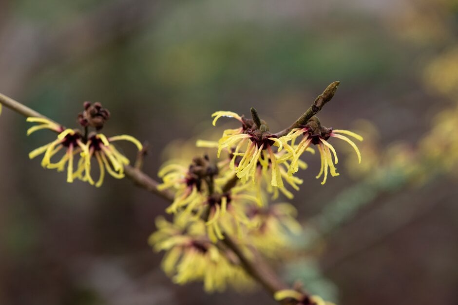 witch hazel 'Primavera'