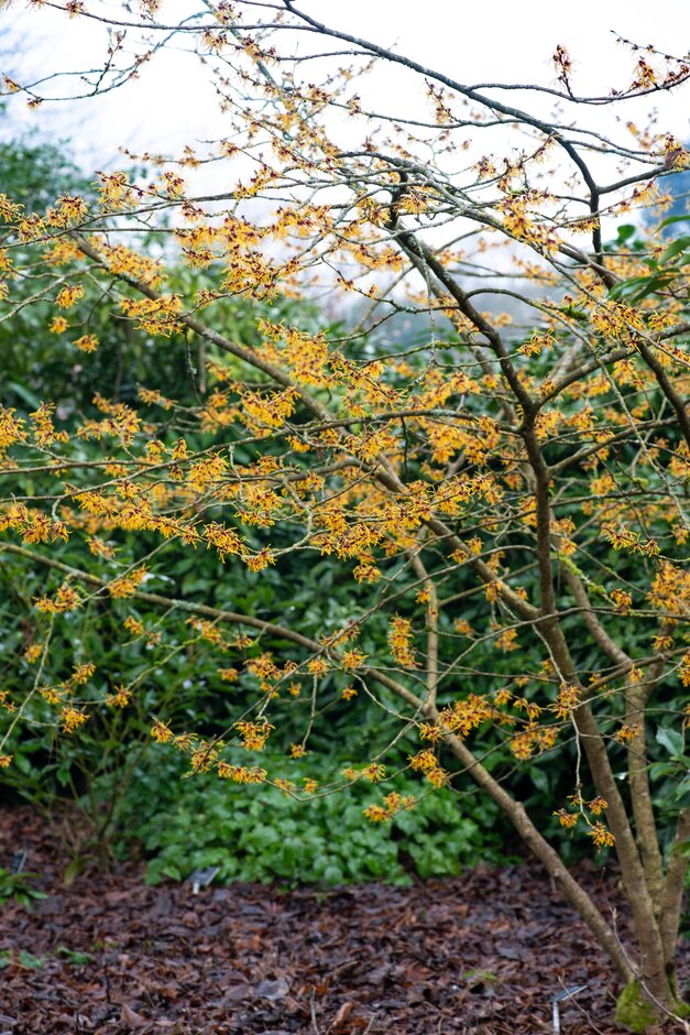 witch hazel 'Vesna'