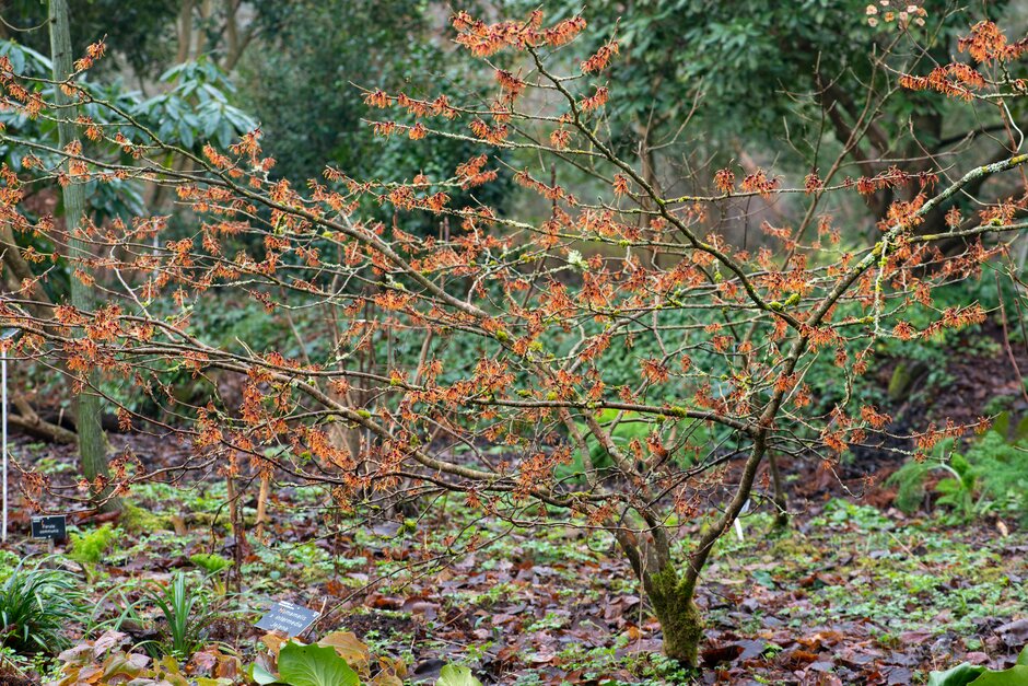 Hamamelis Intermedia Jelena Witch Hazel Jelena Hamamelis Intermedia Jelena Witch Hazel Jelena