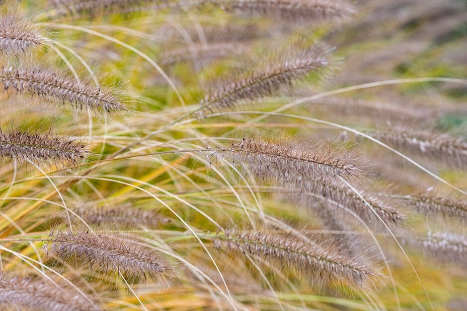 Chinese fountain grass 'Cassian's Choice'