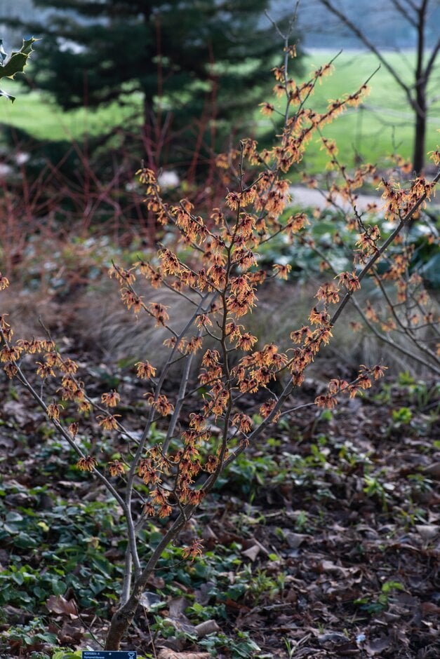 witch hazel 'Robert'