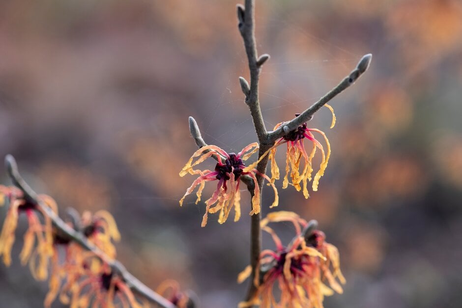 witch hazel 'Robert'