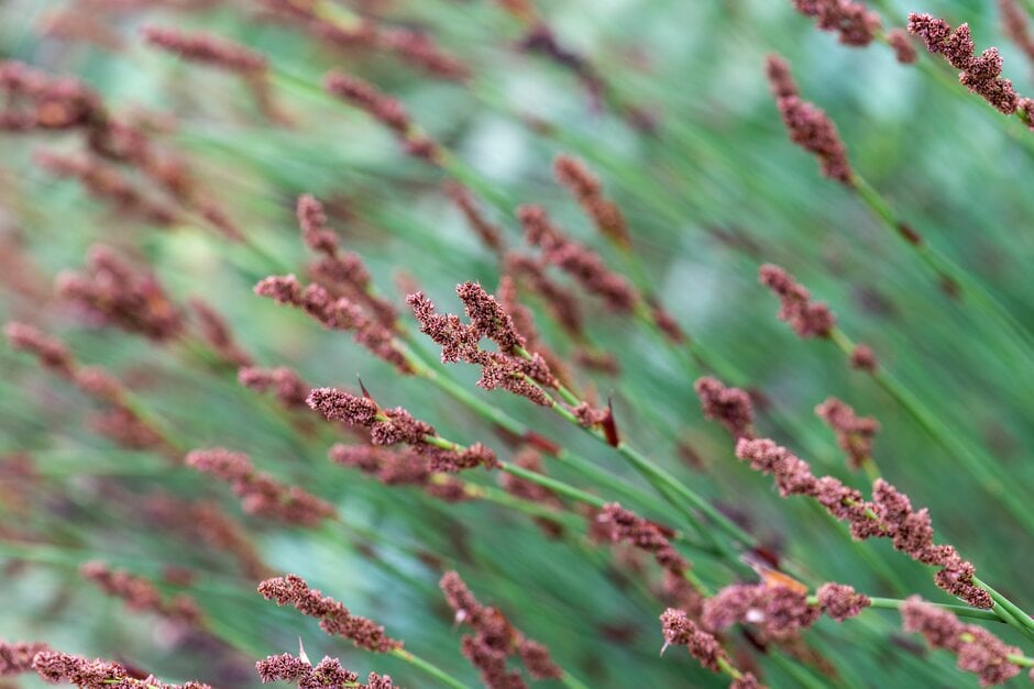 Chondropetalum tectorum | Cape thatching reed Grass Like/RHS Gardening