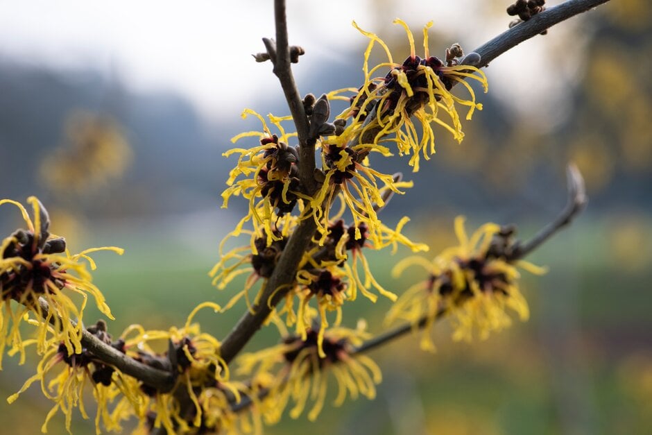 witch hazel 'Barmstedt Gold'