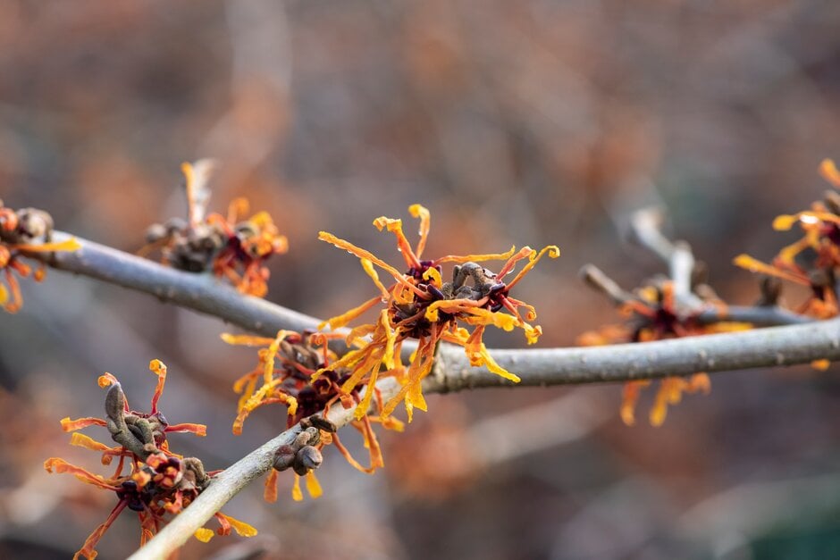 witch hazel 'Aphrodite'
