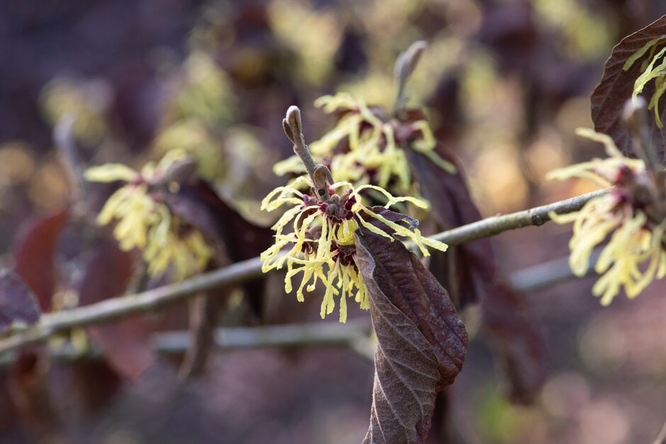 witch hazel 'Moonlight'
