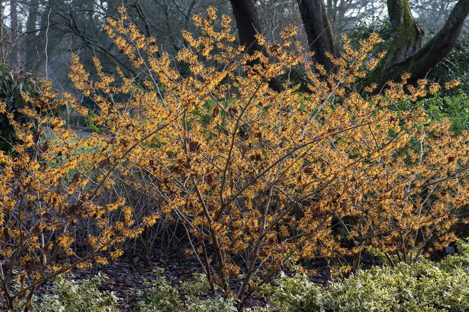 witch hazel 'Jermyns Gold'