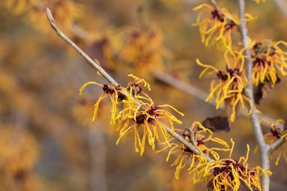 witch hazel 'Jermyns Gold'
