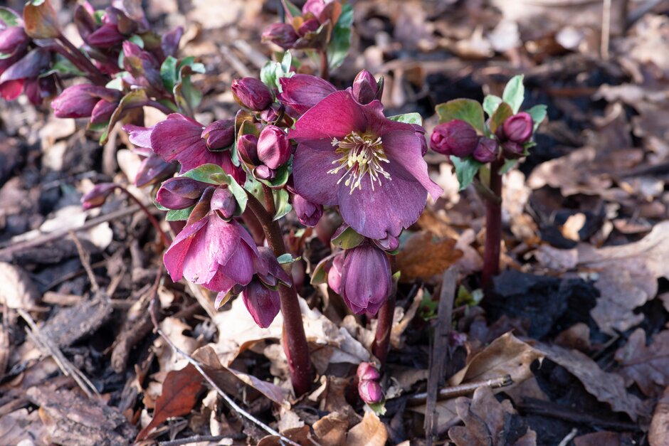 hellebore [HGC Ice N' Roses Red]