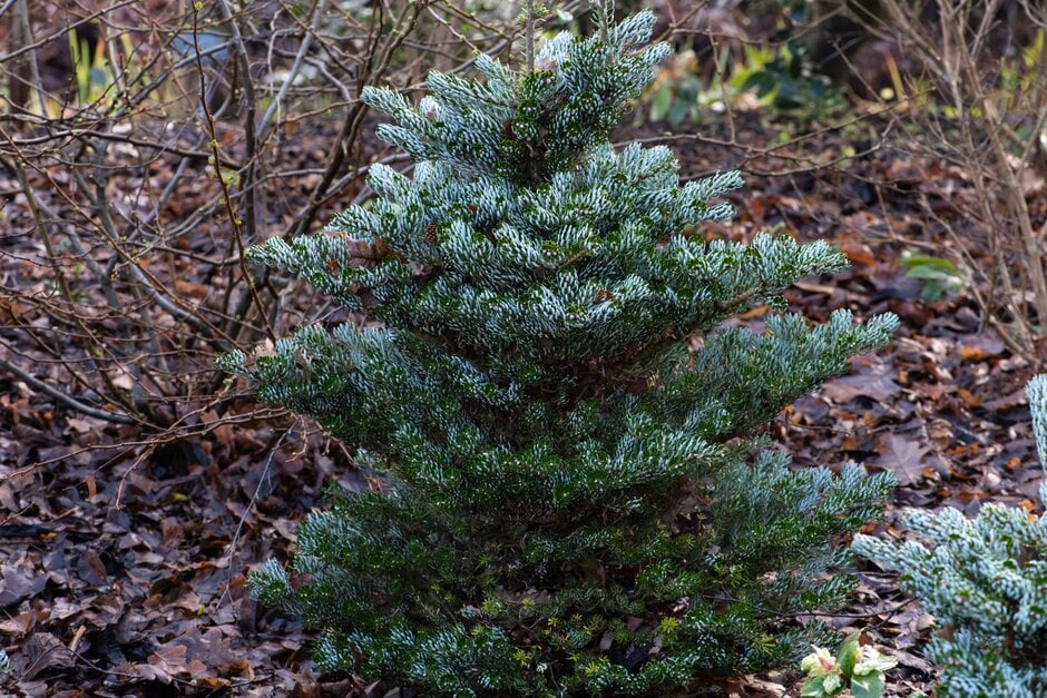 Korean fir 'Kohout's Ice Breaker'