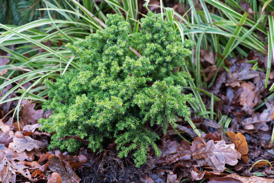 Japanese cedar 'Vilmoriniana'