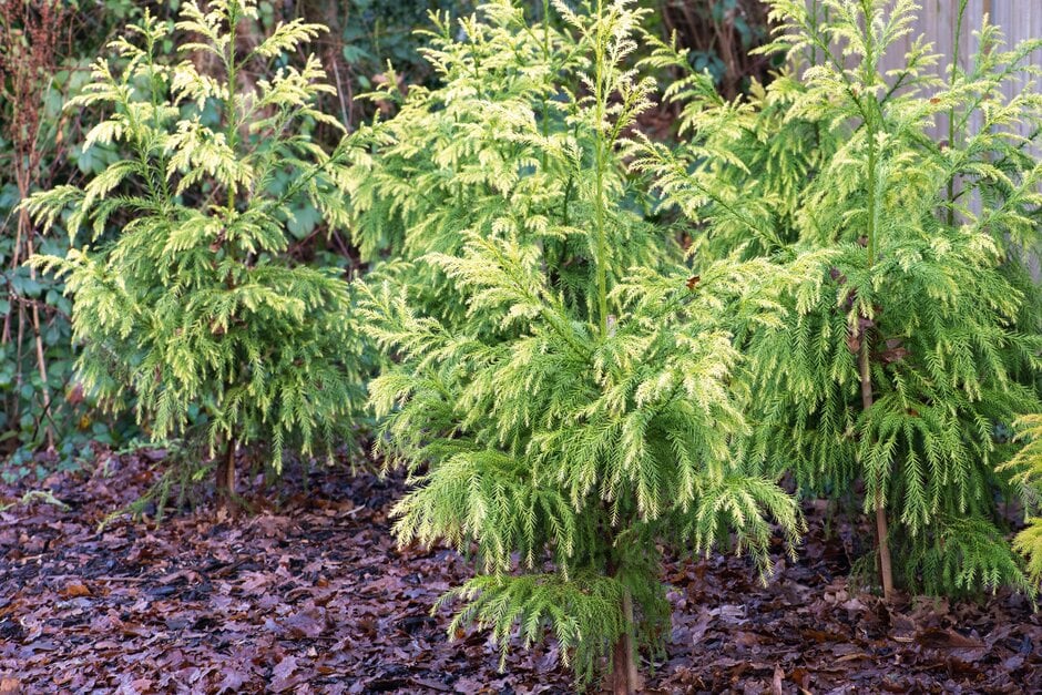 Japanese cedar 'Sekkan-sugi'