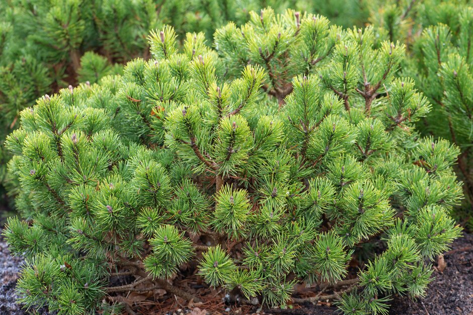 dwarf mountain pine 'Mops'