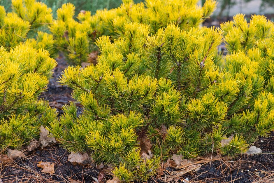 dwarf mountain pine 'Carstens'