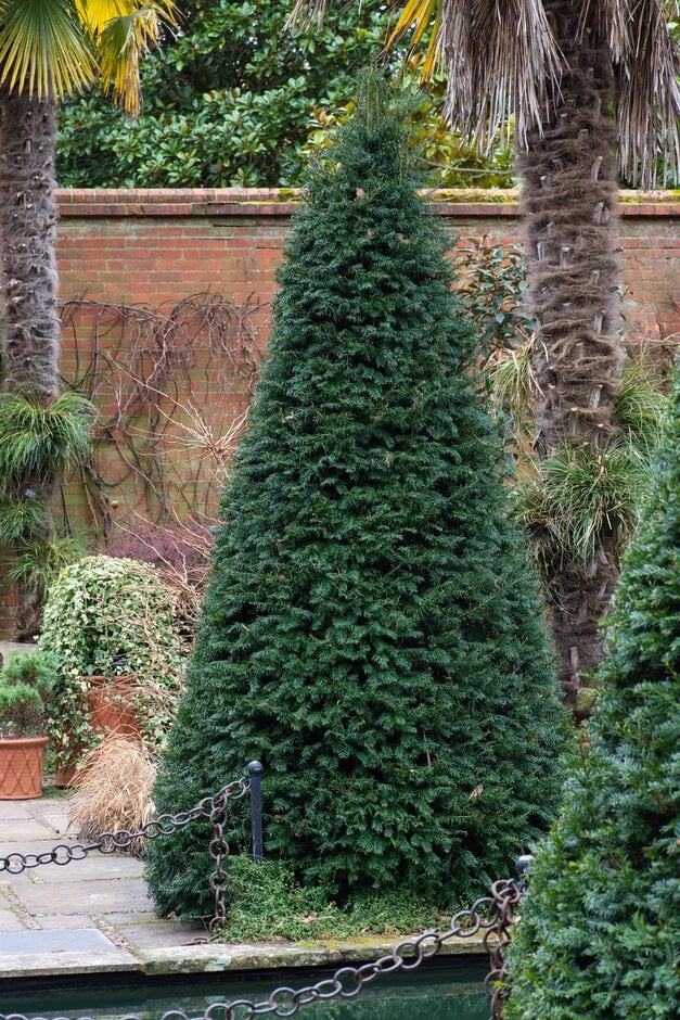 common yew