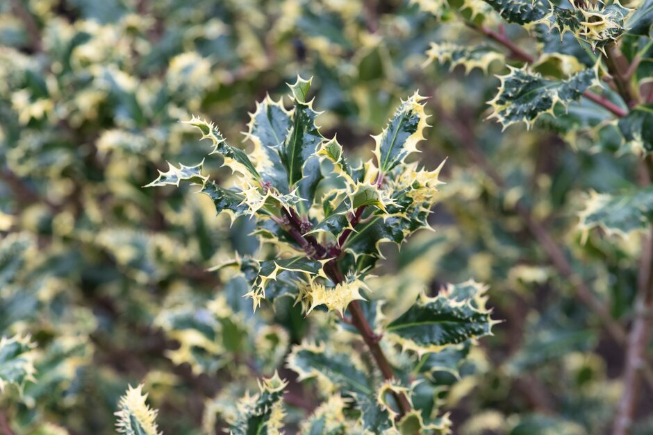 silver hedgehog holly