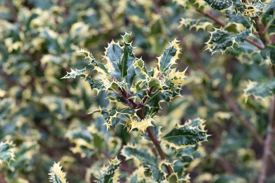 silver hedgehog holly