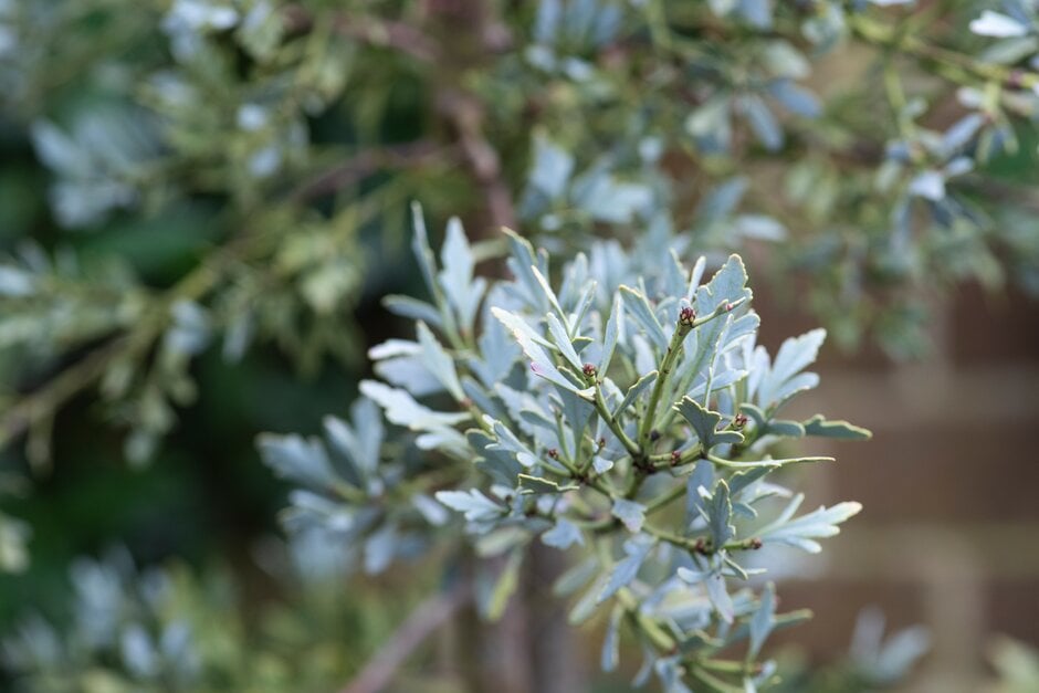 alpine celery pine blue-leaved
