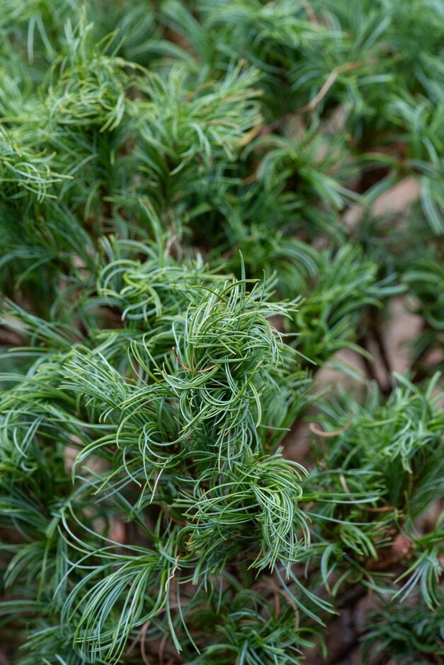 Weymouth pine 'Green Twist'