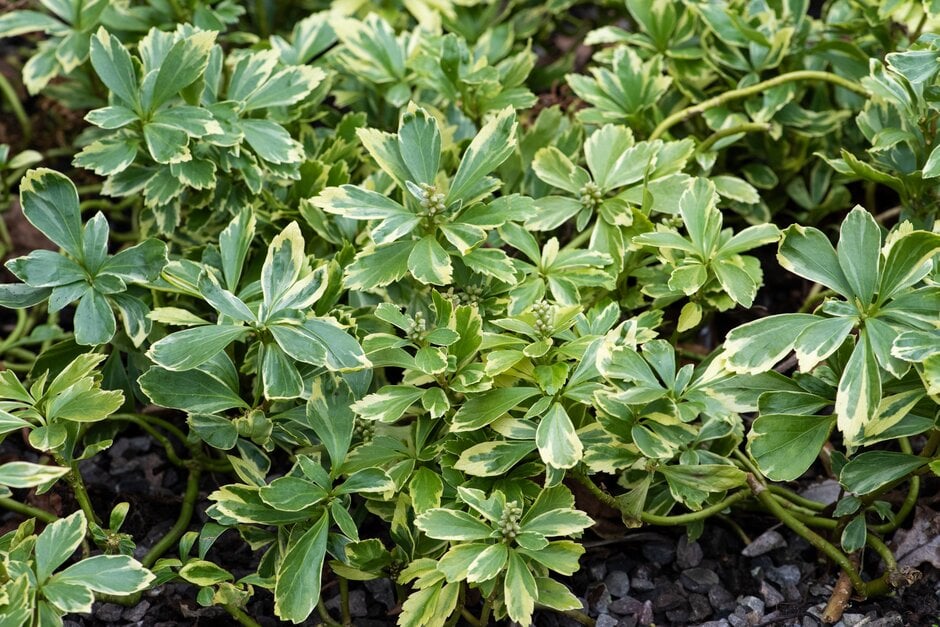 variegated Japanese spurge