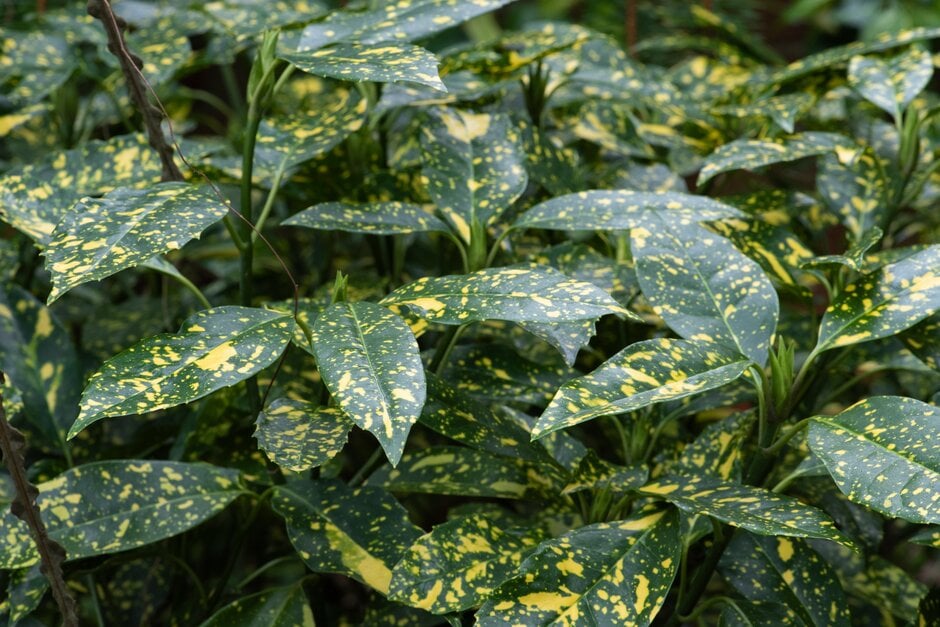 Japanese laurel 'Mr Goldstrike'