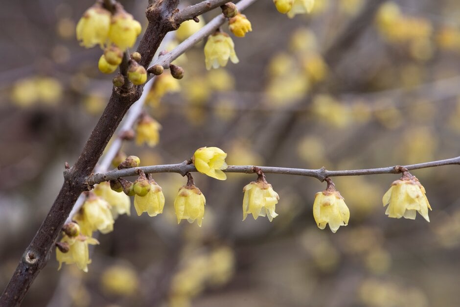 yellow wintersweet