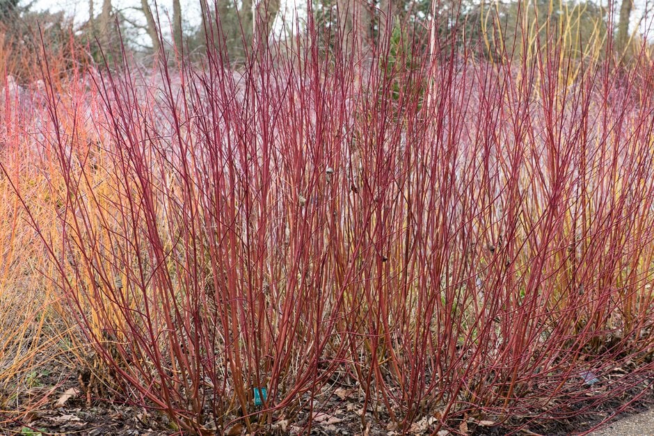dogwood 'Sibirica Ruby'