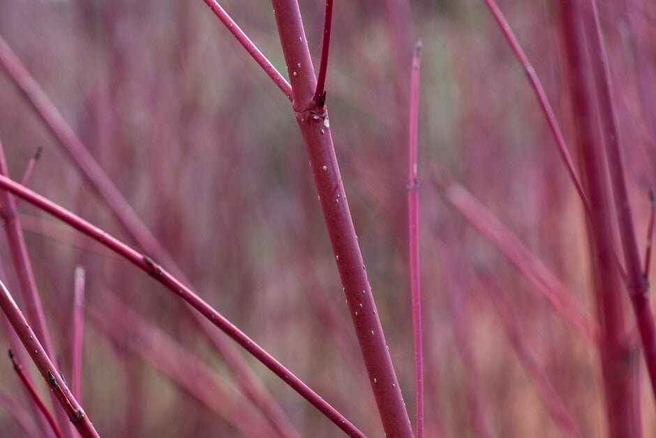 dogwood 'Sibirica Ruby'