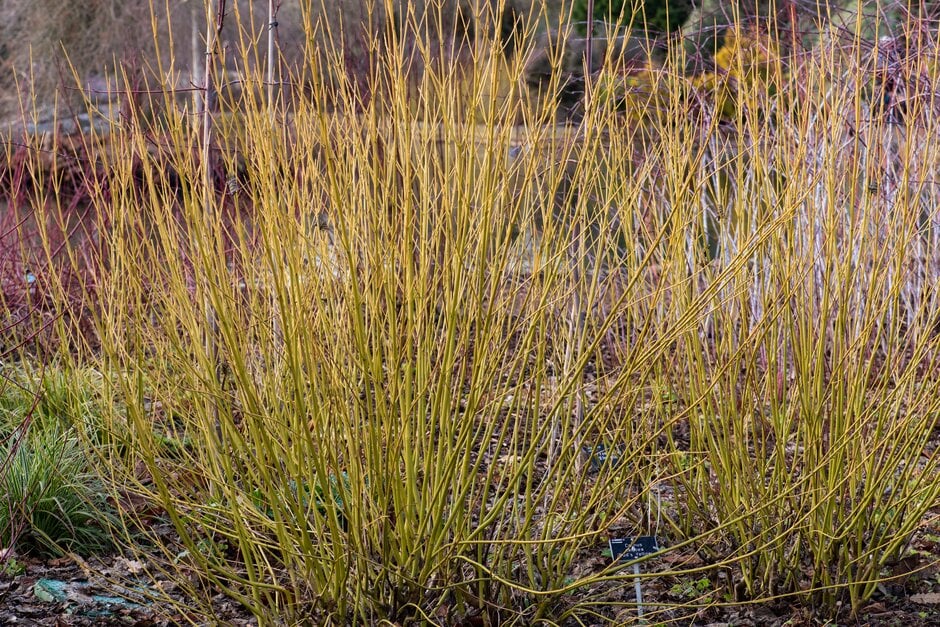 red osier dogwood 'Bud's Yellow'