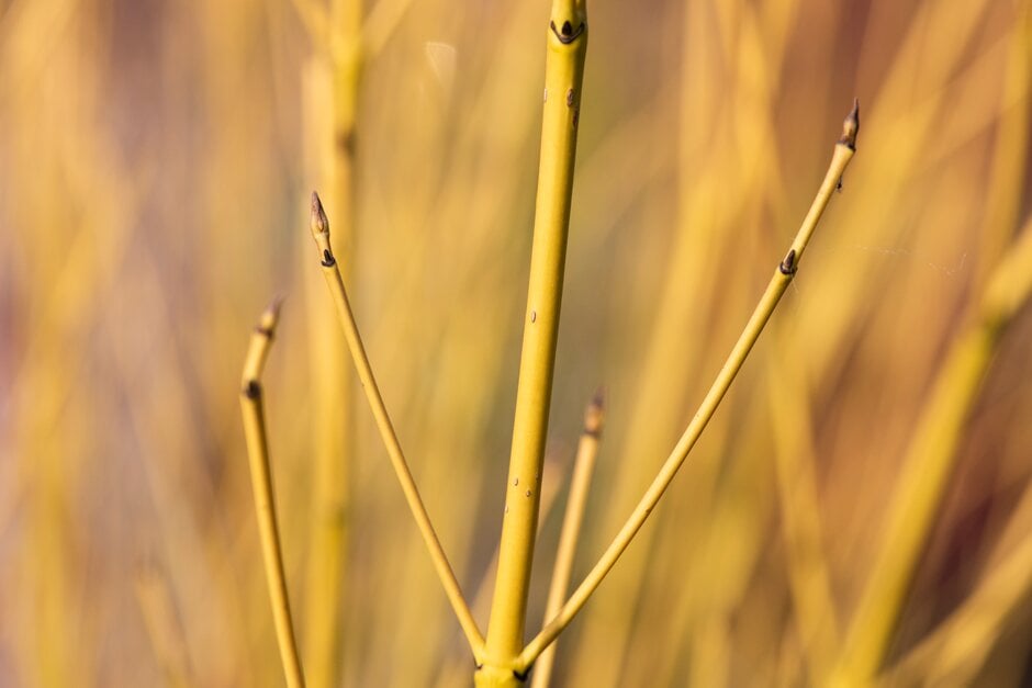 red osier dogwood 'Bud's Yellow'