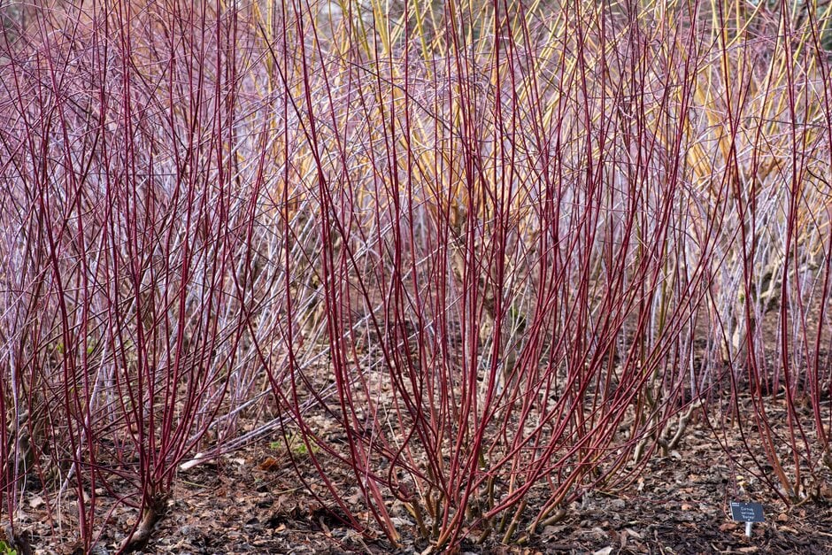 red osier dogwood 'Baileyi'